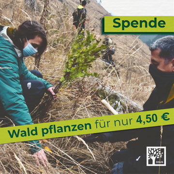 Wald in Rumänien wieder wachsen lassen
